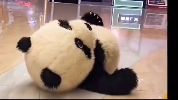 cute teddy bear
