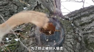 Sóc phát hiện thức ăn dự trữ cho mùa đông bị lấy trộm, ngậm ngùi nhìn chằm chằm vào hốc cây mà ngẩn 