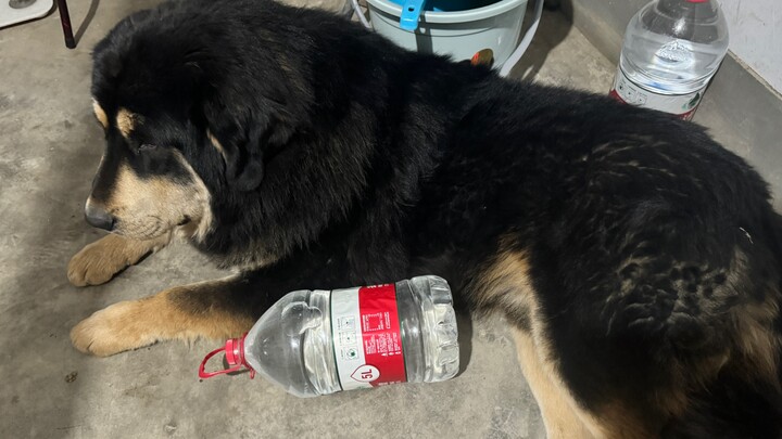 Ten pounds of water was placed next to the dog, like oral liquid, and my dad chased him and fed him 