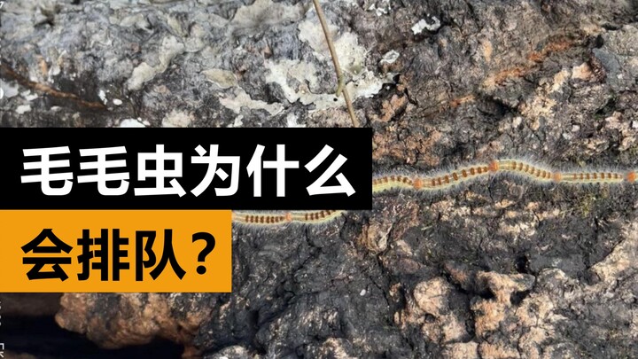 Thí nghiệm xếp hàng của sâu bướm: Nếu để một đàn sâu bướm nối đuôi nhau thì sẽ ra sao?