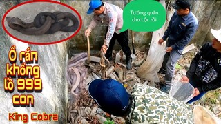 Kinh Hoàng Ổ Rắn Hổ Mang 999 Con Lúc Nhúc Ngủ Đông Bị Tóm Trọn Ổ | Trần Thạch Vlogs