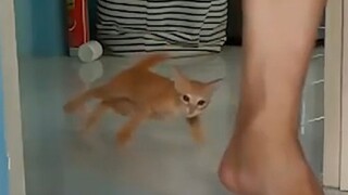 AE Meow 6