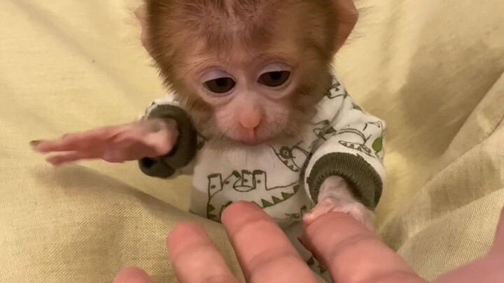 ลิงน้อยแสนฉลาดและน่ารัก