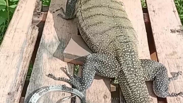 Biawak leher persik Varanus jobiensis