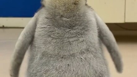 Penguin itu lucu sekali