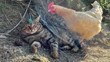 The hen raised by the cat still clings to the cat when he grows up