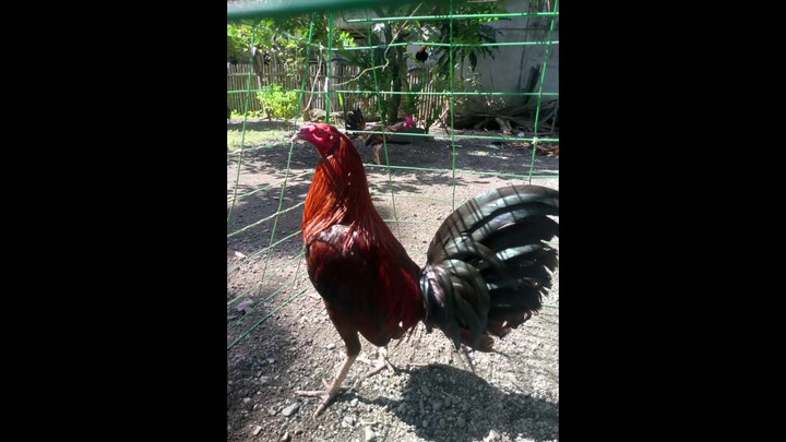 2nd fight win💪 comeback is real💪 laki Ng kalaban.. galing pang farm #fullbrother #10monts old