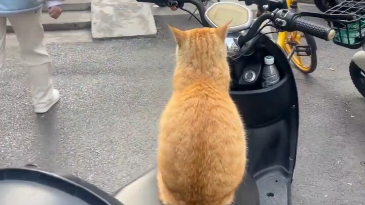 Mimi Đại Vương!