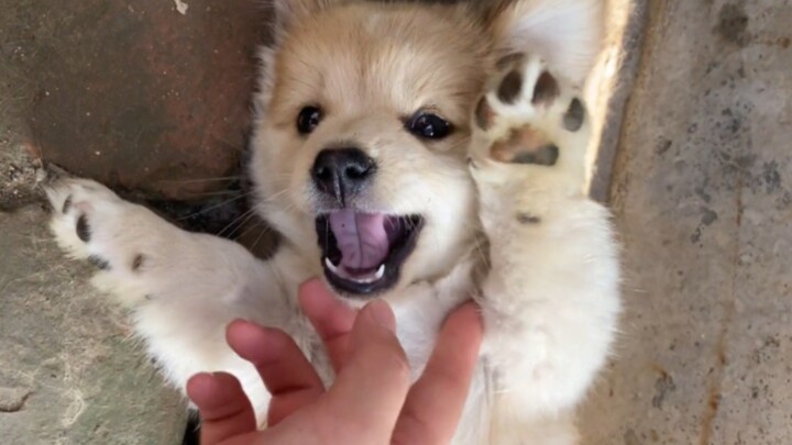 "الجرو الغبي يحب البشر مجرد ما تمسح على رأسه"