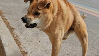 Good dogs don't play with fools.