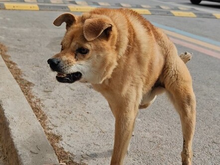 Good dogs don't play with fools.