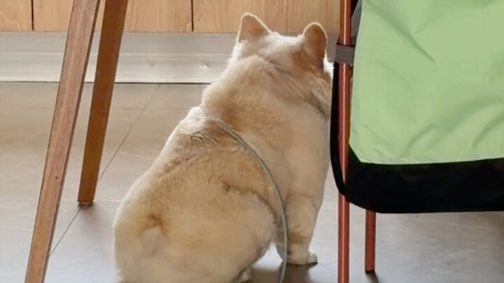 อาจู่แค่ตอบสนองช้าหน่อยเท่านั้นเอง