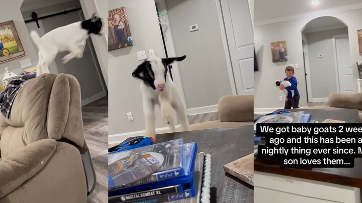 Nuôi một con dê tập parkour, cả nhà cứ phải lật tung lên!