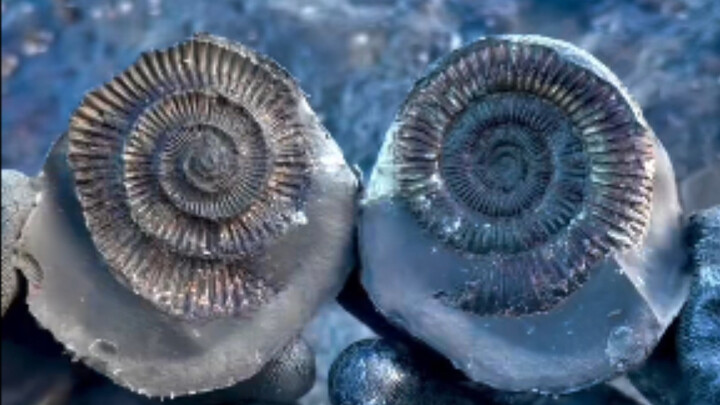 ตามแนวชายฝั่งเต็มไปด้วยฟอสซิลแอมโมไนจำนวนมาก กำลังรอให้นักล่าฟอสซิลฮันเตอร์ x ฮันเตอร์มาค้นหาอยู่!