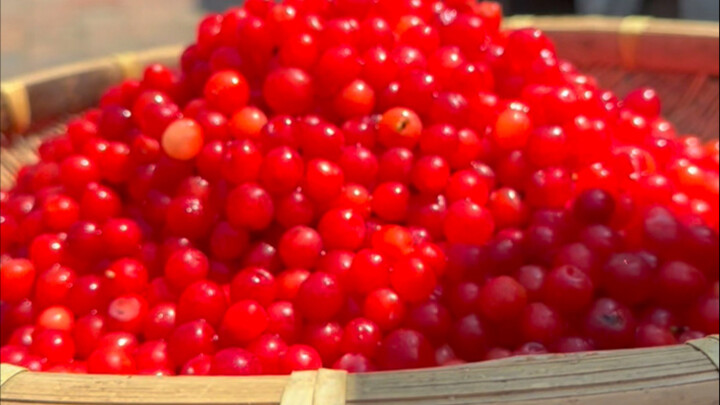 This kind of cherry used to cost 2 jiao per teacup back in my childhood, but now nobody eats it anym