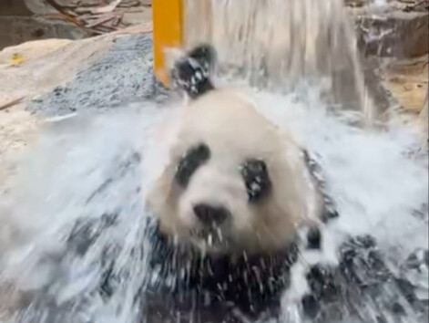 الباندا العملاقة يويوي تتعرض لدش مائي من الشلال، ورغم الفزع الصغير، لا تزال تشع بالبهجة، حتى إنها بد