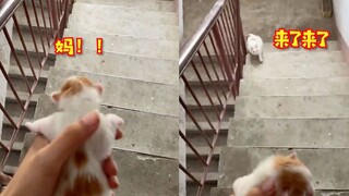 Đừng đùa với con trai tôi! Mèo mẹ quá ham đi chơi, chủ nhân "lấy mèo con làm con tin" để nhanh chóng