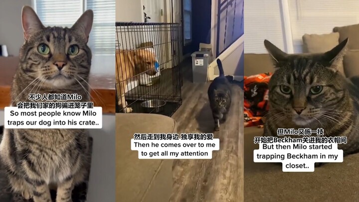 خطة إزالة الكلاب