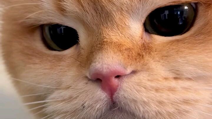 cats angry 😡 moment