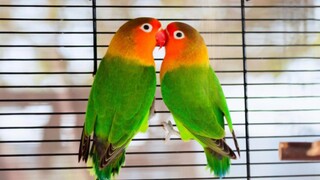 Love birds