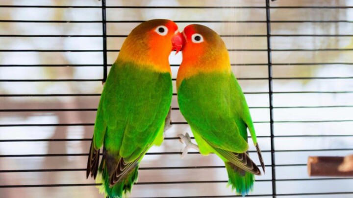 Love birds