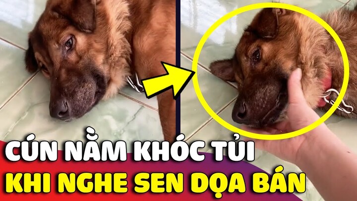 Chú chó bỏ ăn nằm 'KHÓC NỨC NỞ' khi hay tin chủ định bán mình cho người khác 😅 | Gâu Đần