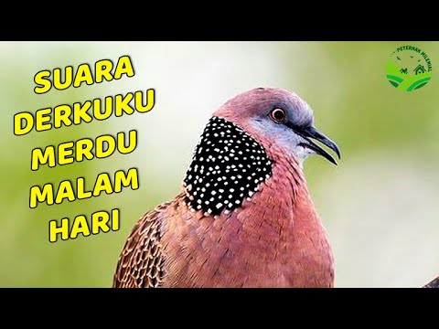 Tekukur Bunyi Malam Hari Sura Derkuku Bunyi Malam Hari Merdu Sekali - Bstation