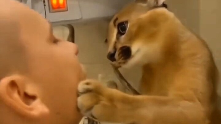 The caracal usually has a bad temper and tends to snap at people, but its personality changed dramat