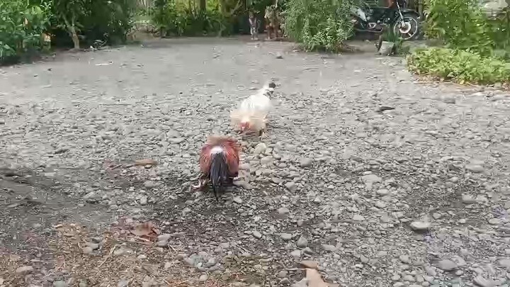 white Claret vs Boston