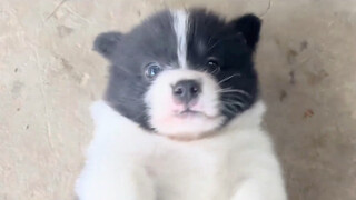 ลูกหมาของยายเป็นที่รักของทุกคนจริงๆ