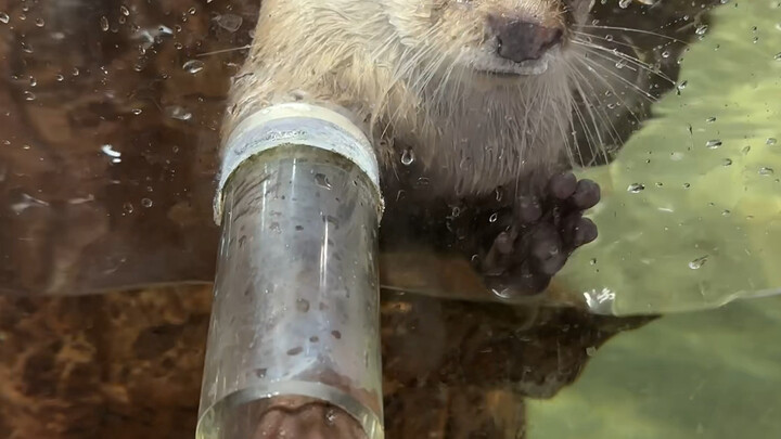 Otters may be small, but don’t play favorites!