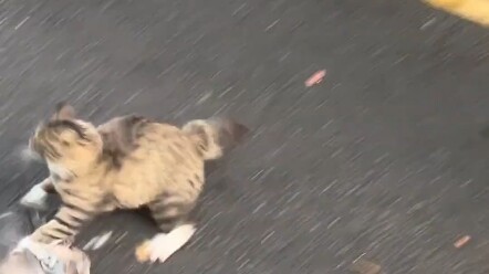 แมวน้อยเร่ร่อนแสนอ่อนโยน ฉันหวังว่าคุณตาจะคืนนกพิราบให้เจ้าแมว หรือไม่ก็คืนนกพิราบให้นกพิราบ...