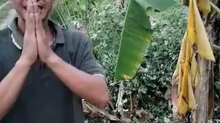 unduh gedang