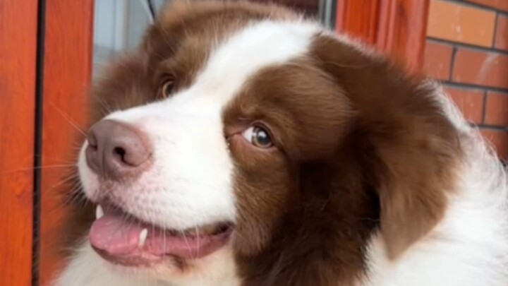 Cá con thật sự không mập lắm, chỉ là lông nhiều thôi.