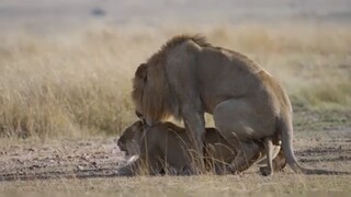 Wildlife Animals Meeting Position