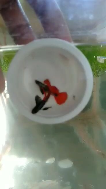 platinum dumbo ear mosaic