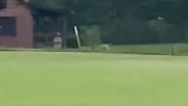 Anjing yang sudah tua justru lebih membutuhkan cinta, hatinya tetap seperti anak kecil #PenghargaanK