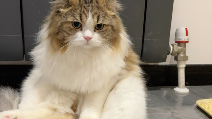 إلى أي مدى يمكن لقطة أن تكون كسولة!