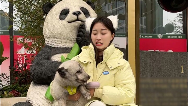 تجوّل في أول أيام السنة القمرية الجديدة مع ثعلب فنغشن. لنرَ كيف نربي ثعلبًا.