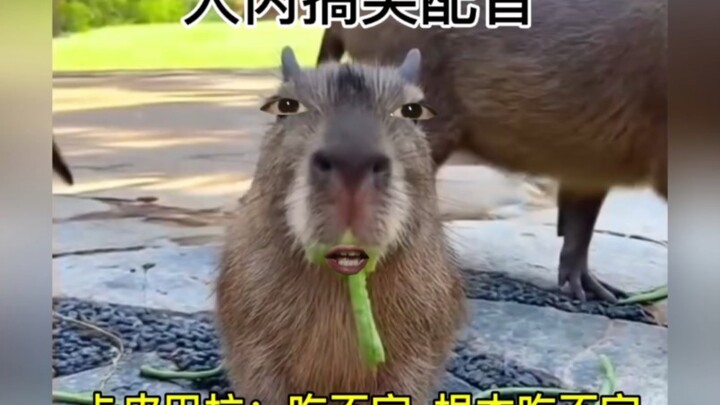 Capybara: Tôi không thể hoàn thành nó~Tôi không thể hoàn thành nó chút nào