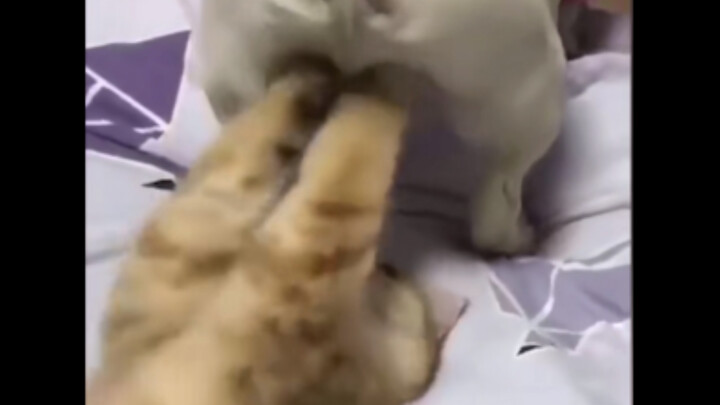 How Can Cats Harbor Have Any Evil Intention?