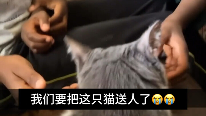 If not meow, then nothing; but once meow, it's astonishing.