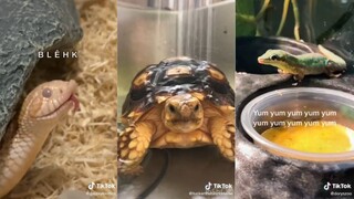 Reptile side of TikTok