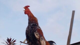 ayam kekkok madura