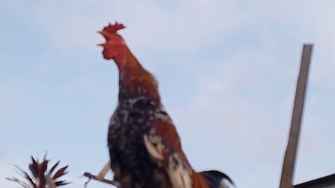 ayam kekkok madura