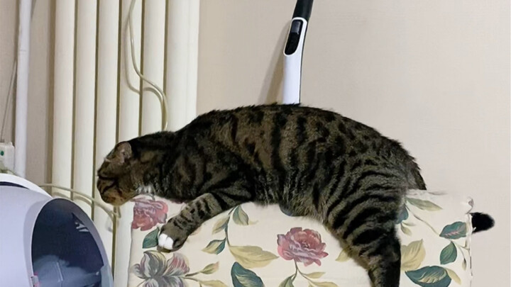 โหดร้าย! กลับเอามีดปักไว้บนหลังลูกแมว!