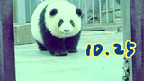 【PANDA】Panda Huahua wants to play all the time