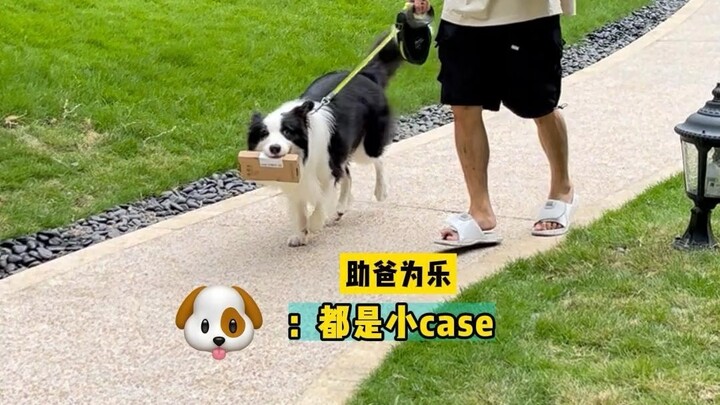 When I asked my dog to grab the package for me, I suddenly realized just how “short” the verb phrase