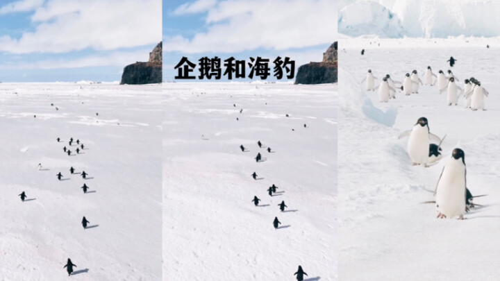 Ayo lihat sebentar si penguin kecil