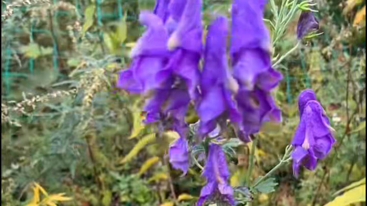 عثرتُ في الجبال على عدة نباتات من الأكونيت، تنمو في أماكن رطبة ومظللة. فالأدوية الحارة بطبعها تقاوم 